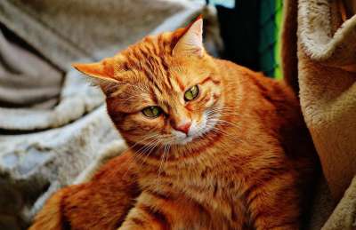 猫 宿醉 红色的 可爱的 鲭鱼 老虎 舒适 动物 家猫 毛皮