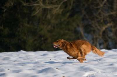 猎犬 冬天 雪 细心