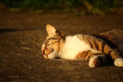 猫 小猫 鲭鱼 家猫 虎猫 大花猫 猫脸