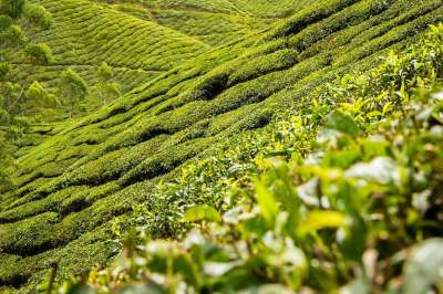 茶叶 茶 种植园 丘陵 景观 茶园 红茶 绿色 东南亚 饮料