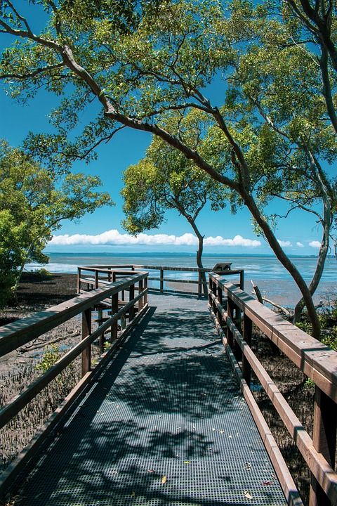 木板路 海岸 湾 红树林 植物 海 海洋 走道 风景 桥