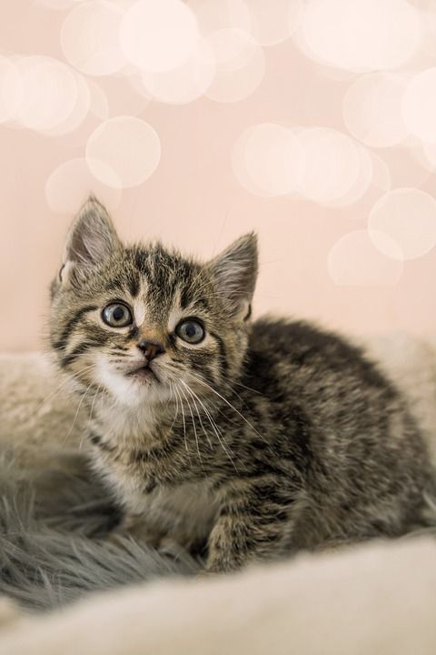 小猫 猫宝宝 小的 可爱的 家畜 家猫 猫 幼兽 猫肖像 猫脸