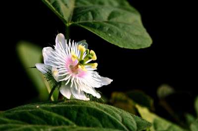 西番莲 激情花 花 植物群 自然 特写 激情藤 花 花 花
