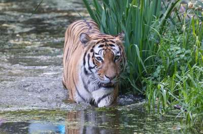老虎 动物园 捕食者 猫 大猫 动物肖像 虎头