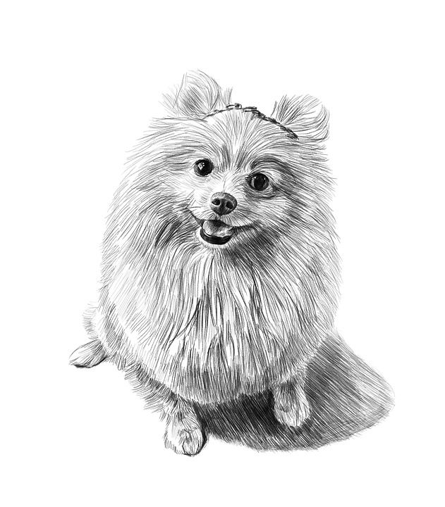 狗 铅笔素描 艺术 肖像 爱狗人士 美术 画画 定义的宠物肖像