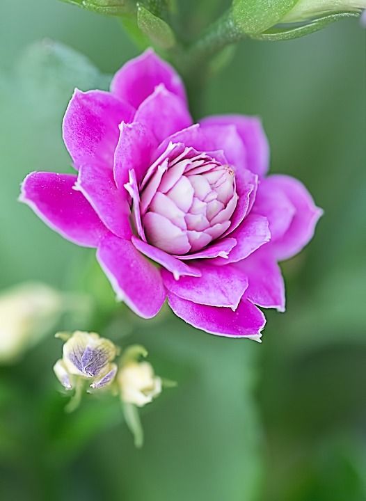 花 自然 植物群 叶子 花园 粉色的 特写 绿色小花 绿色花园