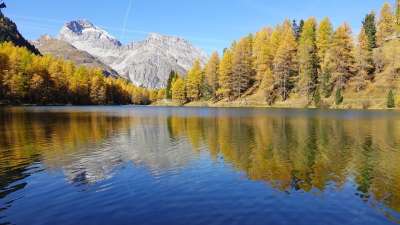 山下湖 反射 山 落叶松 落下 风景 森林 树木
