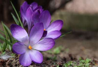 番红花 藏红花 春天 春暖花开 性质 植物