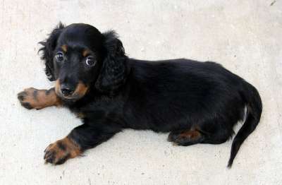 长发 腊肠犬 小狗 小型的 猎犬 狗 维纳 香肠 达克尔