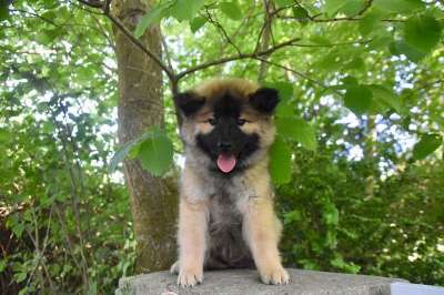 狗 年轻的狗 Eurasier的小狗 Eurasier 动物 犬类