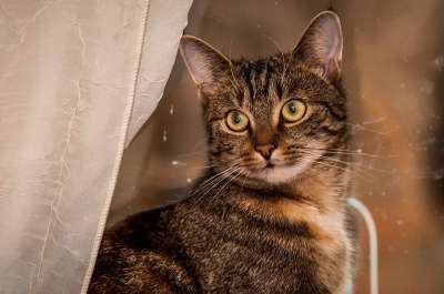 猫 家畜 家猫 好奇的 猫脸 Katzenkopf 头