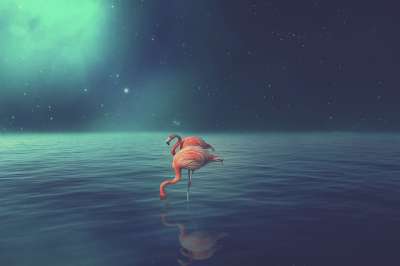 火烈鸟 夫妻 鸟类 水 反射 幻想 夜晚 星星 拉古纳