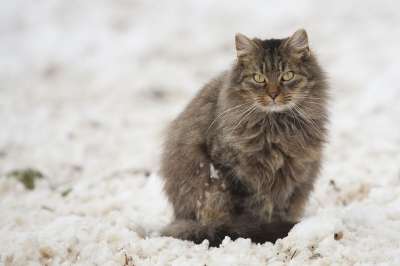 猫 雪 白色的 灰色的