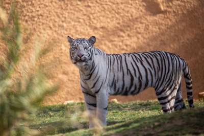 白色的老虎 动物 动物园 老虎 哺乳动物 大猫 野生动物 野猫