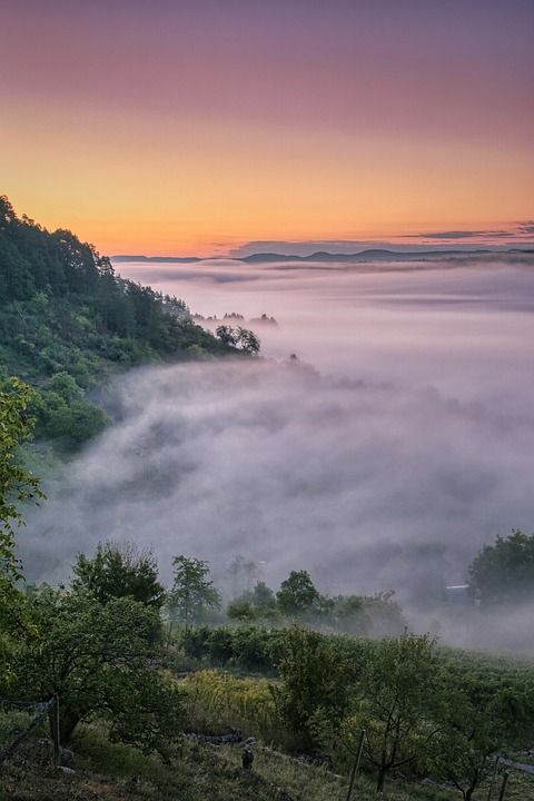 多雾路段 树木 葡萄园 自然 神秘 童话 日出 户外