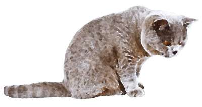 猫咪 猫 水彩画 动物 画画 可爱的