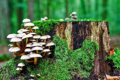 蘑菇 落下 森林 自然 苔藓 宏 森林蘑菇 关闭 绿色 收集