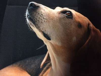 宠物狗 Beagle犬 Kirili 狗