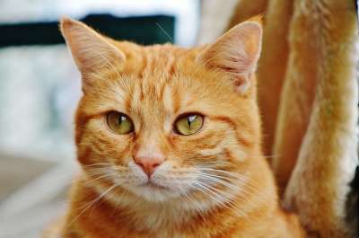 猫 宿醉 红色的 可爱的 鲭鱼 老虎 舒适 动物 家猫 毛皮