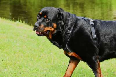 罗威纳犬 纯种狗 动物 狗 平静的 家畜 水域 洗澡 野生动物