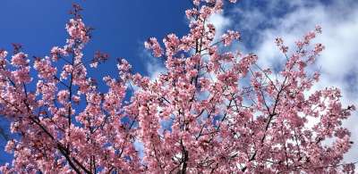 樱花 春天 开花 花园 春天的迹象 树 花朵 春天的花朵