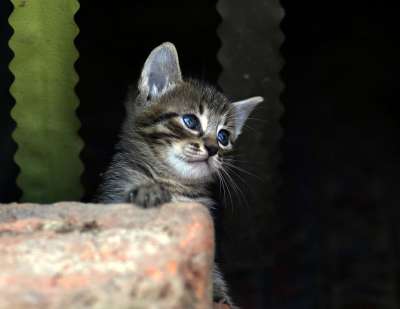 那只猫 小的 猫似的 俏皮 可爱的 动物 国内