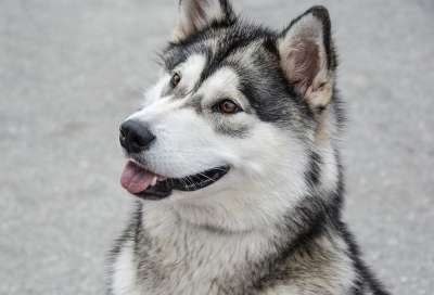 狗 阿拉斯加 雪橇犬 动物 宠物 犬类 国内的 可爱的 肖像