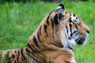 老虎 草 哺乳动物 动物 猫 猫科动物 有条纹的 野生动物