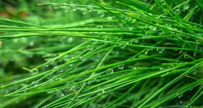 松 软木 叶子 植物 大自然 绿色 抽象 联盟的州 扑簌 非