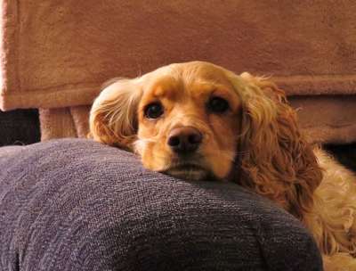 小狗 可卡犬 可爱的 狗 西班牙猎犬 犬类 宠物 动物 国内的