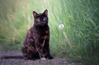 猫 蒲公英 花园 自然 花 植物 植物群 春天 开花 夏天