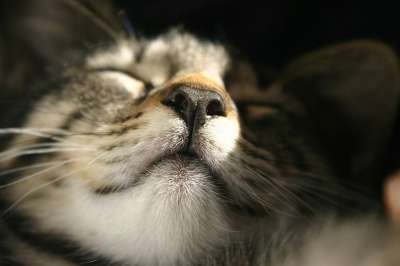猫 猫咪 关闭 鼻子 太阳 乐趣 宠物 动物医院 猫咪 猫咪