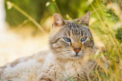 猫 宠物 猫科动物 动物 毛皮 基蒂 说谎 胡须 户外