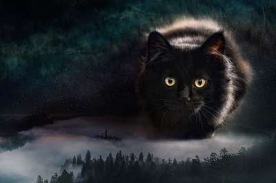 猫 森林 巨大的 巨大的猫 猫科动物 猫的眼睛 黑猫 星星 星空
