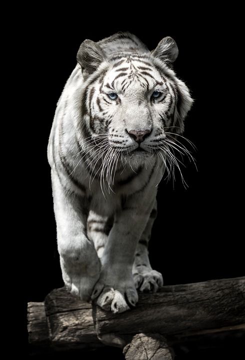 老虎 自然 动物 野生动物 黑和白 野生猫 猫科动物