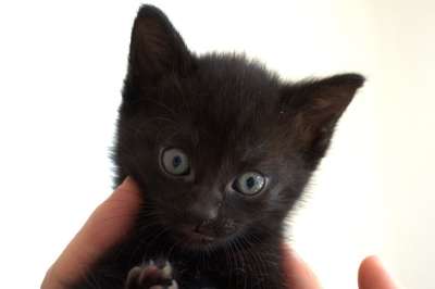 猫 小猫 黑色的 可爱的 眼睛 家猫 猫眼 肖像 毛茸茸的 脸