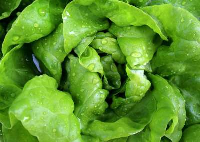沙拉 叶生菜 生菜 莴苣头 新鲜 水滴 菜园 绿色 酥脆