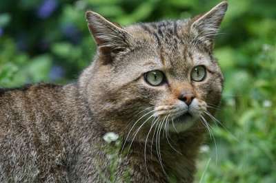 野猫 森林猫 捕食者 欧洲的 受保护 猫鼬
