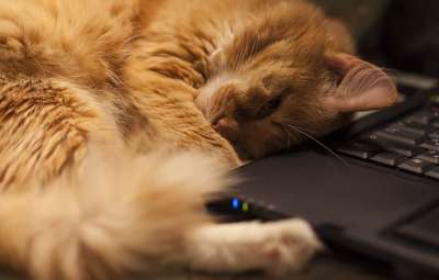 猫 红猫 宠物 笔记本 梦