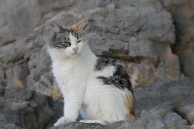 猫 家猫 家畜 动物 野生动物 小猫 鲭鱼 猫眼 猫脸 肖像