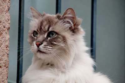猫 安哥拉猫 猫科动物 光的颜色米色 可爱 毛皮 肖像 青年