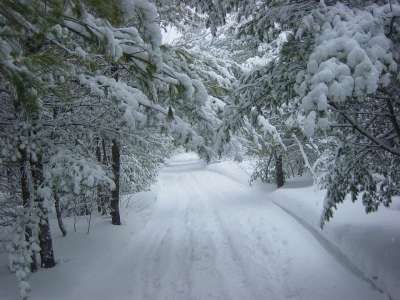 冬天 雪 森林 木头 假期 圣诞节 季节 霜 冰 十二月