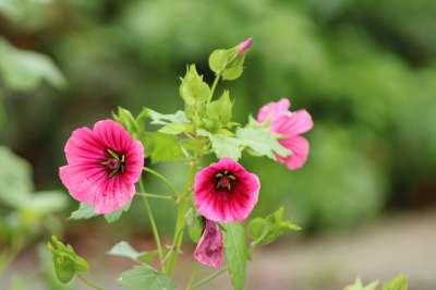花 开花 夏天 花园 性质 粉色的 植物 春天 花花园 盛开