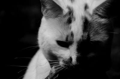 恶魔 猫 宠物 动物 万圣节 邪恶的 恐怖 生气的 眼睛