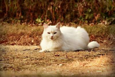 白色猫咪 动物 哺乳动物 国内的 猫科动物 说谎 头 毛皮 花园