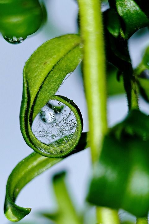 植物 树叶 叶子 一滴水 露 花 绿色 环境 自然