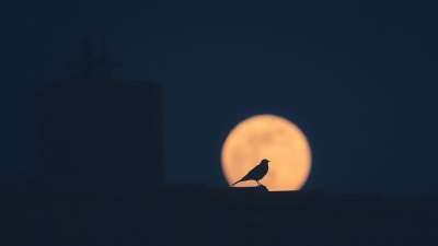 屋顶 鸟 超级月亮 月亮 满月 夜晚 天堂 夜空 月光 情绪