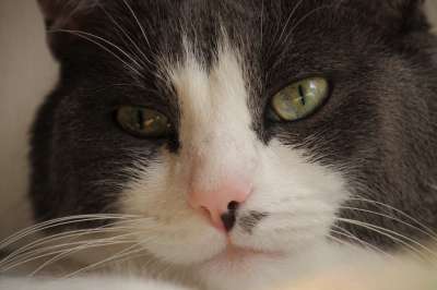 雄猫 伤心 昏昏欲睡 沉思 头发 看 它的 动物 朋友 眼睛