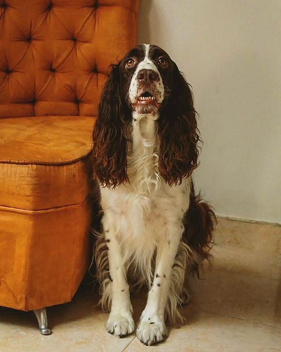 狗 小狗 动物 犬类 吠 肖像