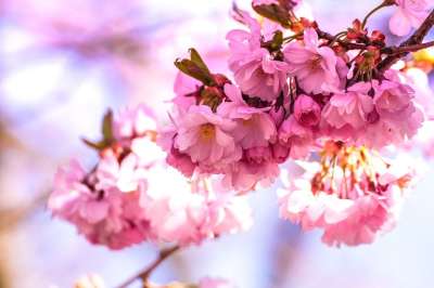 日本樱花 花朵 树 分行 开花 樱花 盛开 粉红色的花朵 植物群
